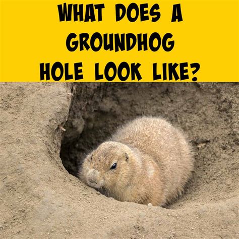 What Does A Groundhog Hole Look Like Squirrels At The Feeder