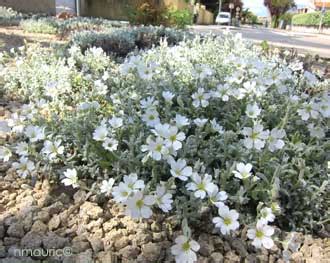 Cerastium tomentosum Céraiste tomenteux oreille de souris