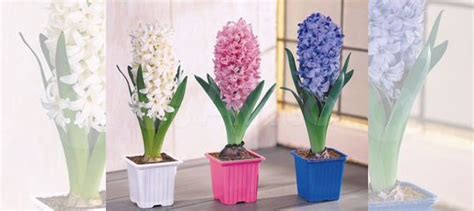 Гиацинт купить в Санкт-Петербурге | Товары для дома и дачи | Авито