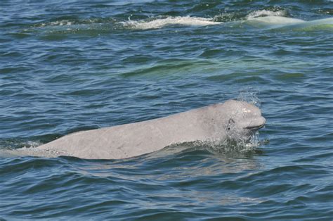 Beluga Whale