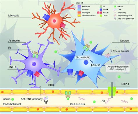 The Mechanism Of Action Of The Proposed Synergistic Treatment Figure