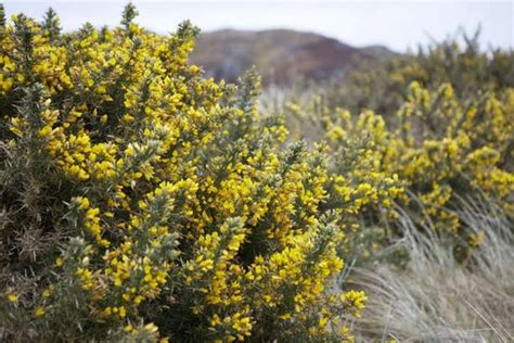 Gorse Removal: Everything You Need To Know - Rencon Air & Land