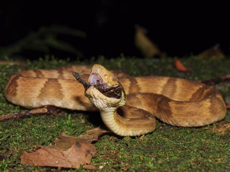 Biodiversidade Brasileira On Twitter Fa O De Forma Independente Meu