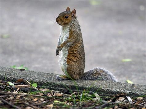 When Does A Squirrel Sound Like A Duck During Mating Season Chatham Daily News