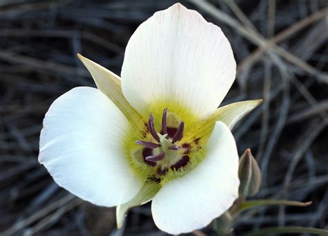 White Mariposathe National Flower Of Cuba