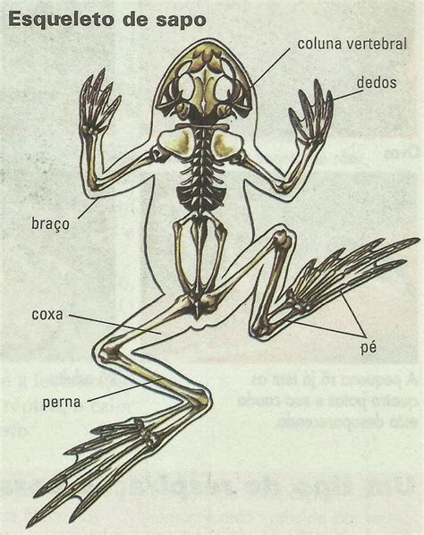 Todos Os Animais Vertebrados Possuem Coluna Vertebral