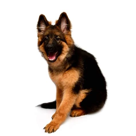 German Shepherd Puppy 3 Months Old Standing In Front Of White