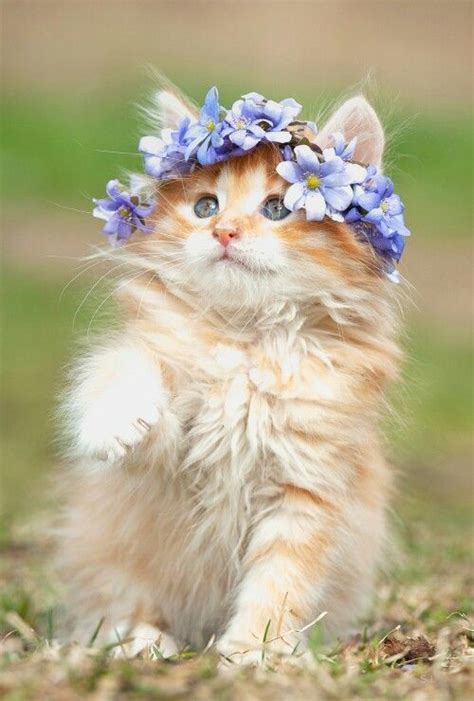 Flower Kitty Kittens Cutest Pretty Cats