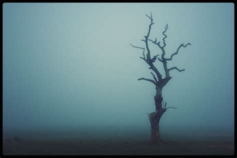 Wallpaper Tree Woody Plant Sky Fog Branch Atmosphere Morning