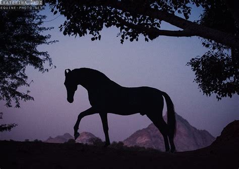 Фотографии лошадей, Красивые лошади, Лошади