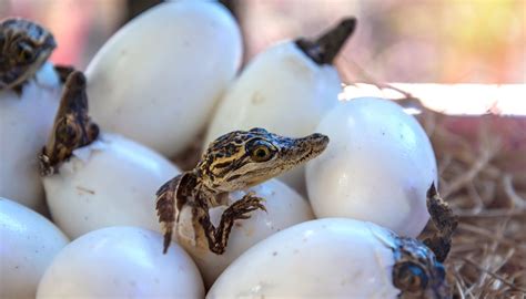 What Are the Differences & Similarities Between Mammals & Reptiles ...