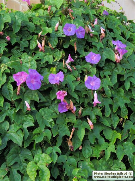 Ipomoea Indica Blue Morning Glory The Online