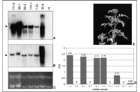 A Northern Blot Analysis Of G Total Rna From Some Primary