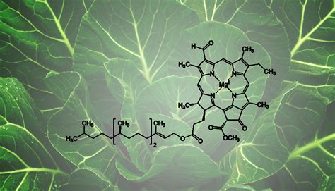 Health Benefits Of Chlorophyll Good Whole Food