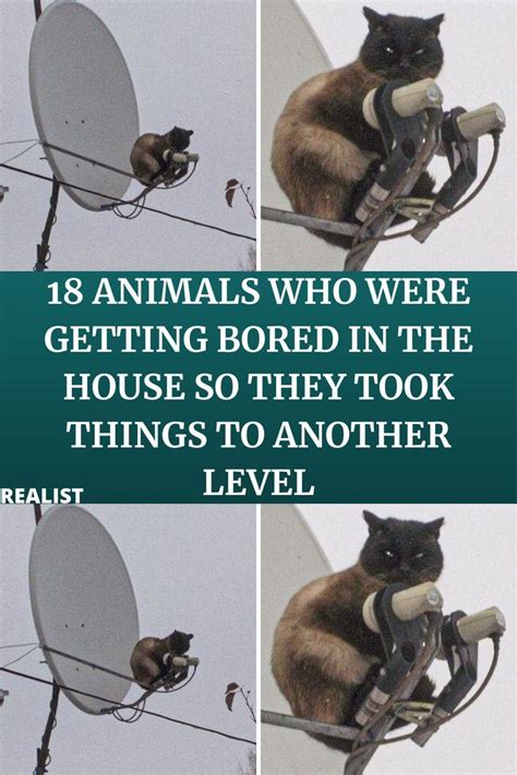 18 animals who were getting bored in the house so they took things to ...