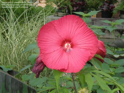 Plantfiles Pictures Hardy Hibiscus Cinnamon Grappa Hibiscus By