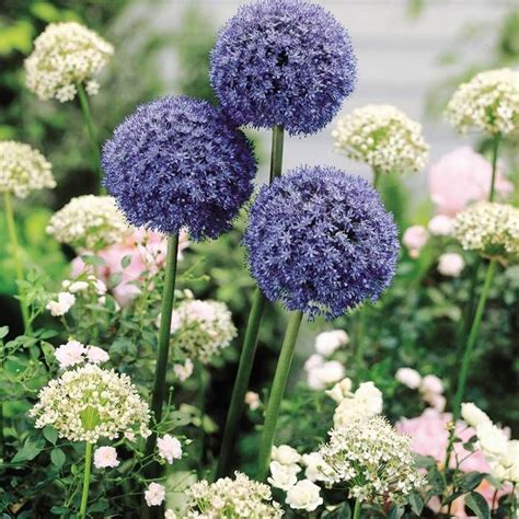 Allium Caeruleum Azureum Blue Drumstick Flower Bulbs Buy Online