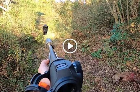 2 sangliers au même poste mâle 60kg Blog de chasseur