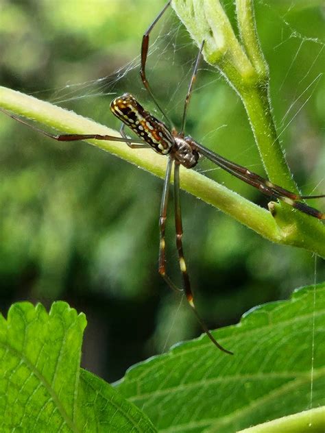 Golden Silk Spider from Cidade Universitária Campinas SP Brasil on