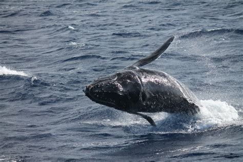 Whale Calf Observed Breaching and Active : Maui Now