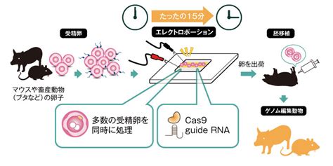 ゲノム編集マウス作製受託 株式会社セツロテック