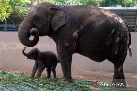 gajah sumatera lahirkan anak pertama  bali zoo antara news