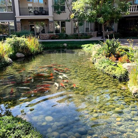 Koi Pond Maintenance - Gold N Koi