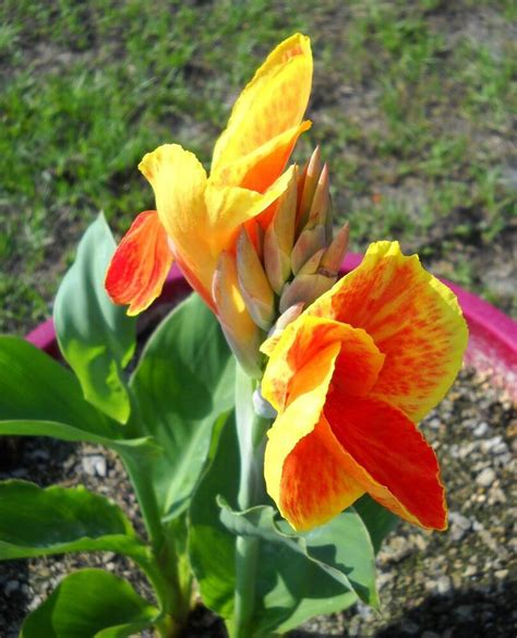 Lily Canna Yellow King Humbert Live Bulb Plant Orange Yellow Flower