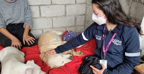 Unidad de Bienestar Animal activa protocolo de emergencia por aluvión