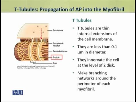 T Tubules Propagation Of AP Into The Myofibril Physiology Theory