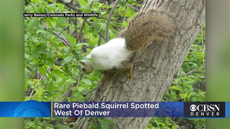 Extremely rare piebald squirrel spotted roaming in Colorado - Dimplify