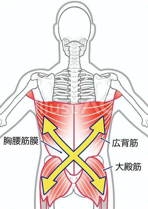 腰痛において重要な組織 「胸腰筋膜」 - 東京都豊島区東長崎「ながさき整骨院」