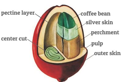 Anatomy Of A Coffee Bean - Anatomy Book