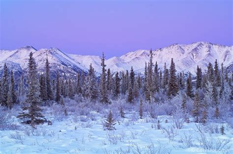 Mentasta Hills Wrangell St Elias National Park Alaska Alaska Carl