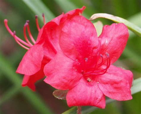 Solve Azalea Flower Jigsaw Puzzle Online With 20 Pieces