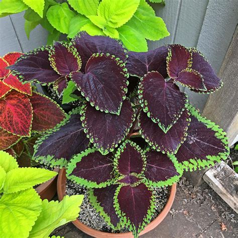 Coleus Seeds 40 Varieties Annual Flower Seeds