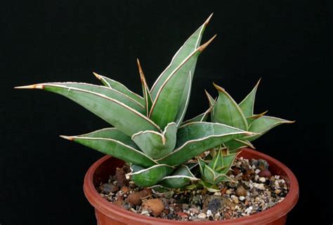 Сансевиерия фото | Raritet-plants