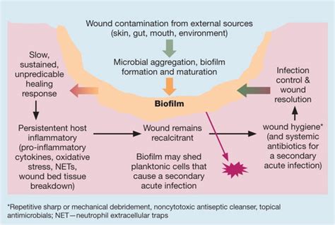 Acute And Chronic Wound Infections Microbiological Immunological