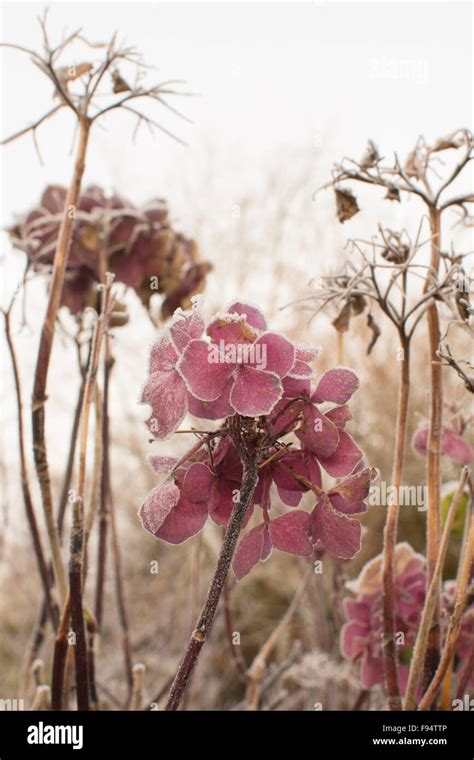 Frozen Garden In Winter With Frost Covered Faded Hydrangea Flowers