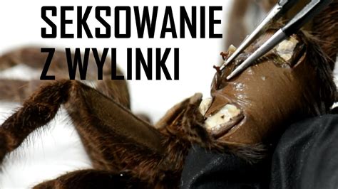 Jak sprawdzić płeć ptasznika SEKSOWANIE Z WYLINKI arent pl YouTube