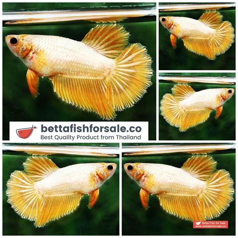 Betta Fish Female Hm Super Gold Dragon Betta Buzz