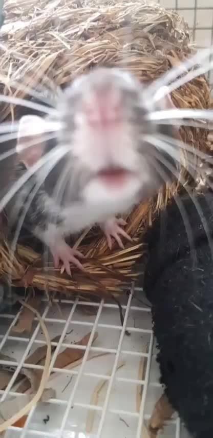 Our goofy rat : r/gifs