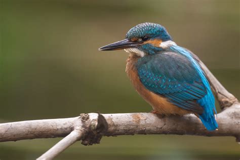 Common Kingfisher Juvenile Also Called Eurasian Kingfish Flickr