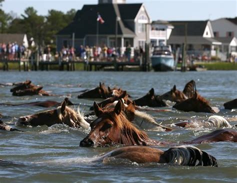 Photos: Chincoteague Wild Pony Swim Photos - ABC News