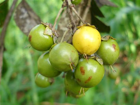 Nanche – Enciclopedia Guerrerense