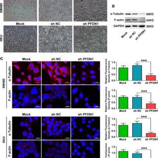 Downregulation Of Pfdn Inhibits Cell Proliferation Colony Formation