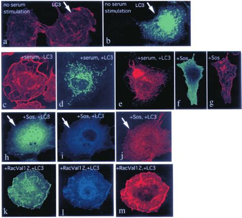 LC3 Inhibits Induction Of Membrane Ruffling COS Cells Were Transfected