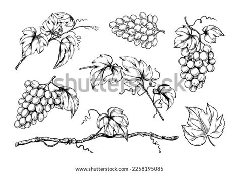 131 211 Black White Grapes Royalty-Free Images, Stock Photos & Pictures ...