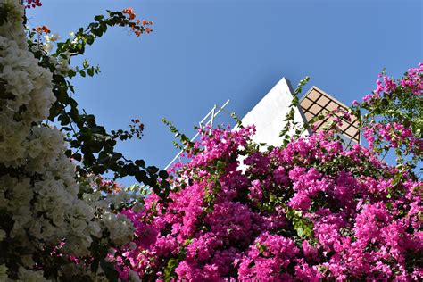 Cómo cuidar una Buganvilla 5 Consejos para Jardineros