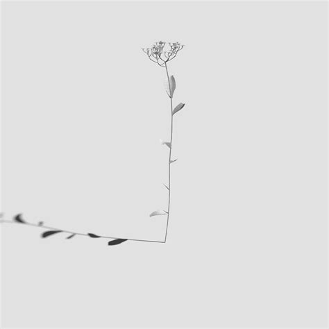 Milfoil plants 3d model pack